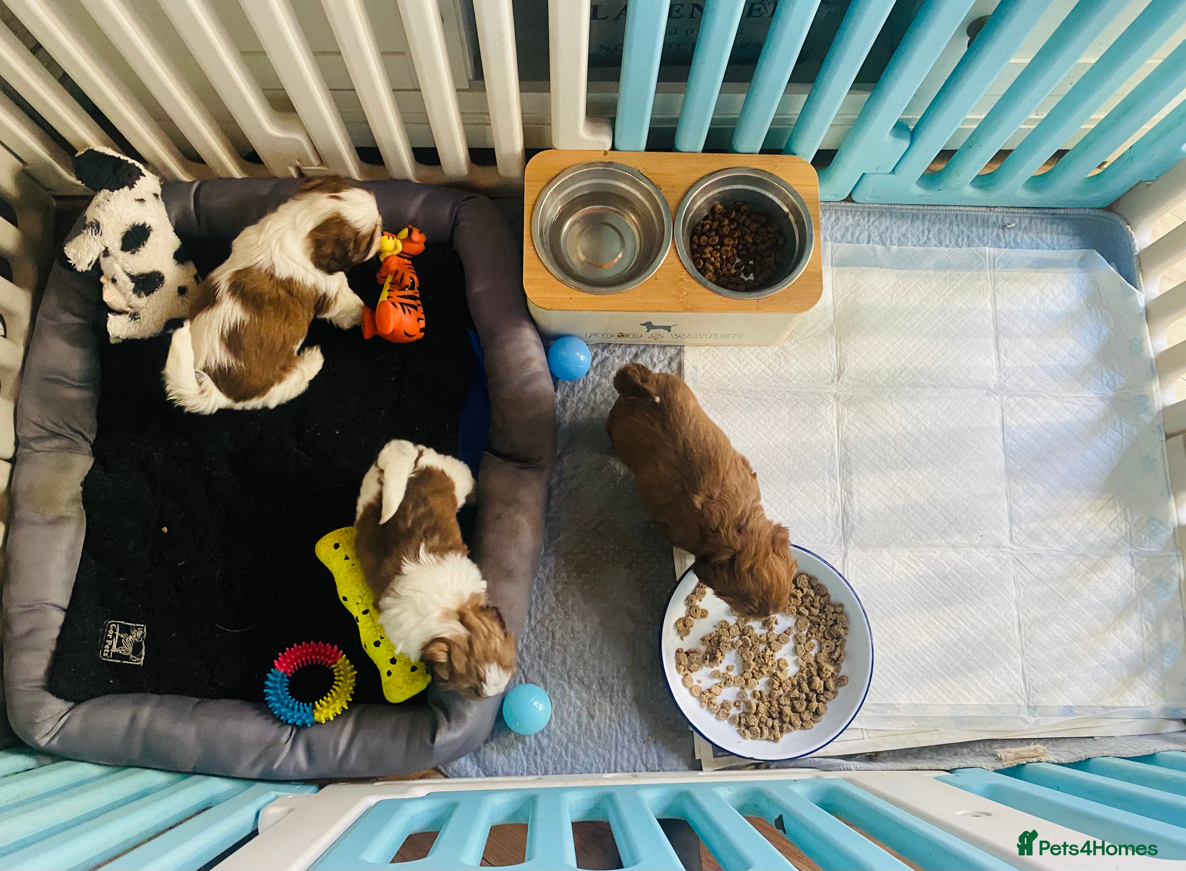 Shih Tzu dogs 🌟HEALTH TESTED SHIH TZU BOYS ~ READY MARCH 22nd🌟 - Advert 12