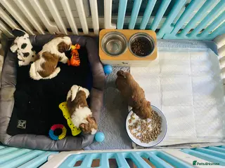 Shih Tzu dogs 🌟HEALTH TESTED SHIH TZU BOYS ~ READY MARCH 22nd🌟 - Advert 12