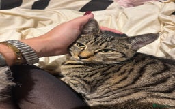 American Shorthair cats for sale: Beautiful Female Kitten/Cat - Advert 3