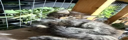 Maine Coon cats for sale: Half Maincoon Kittens  - Advert 4