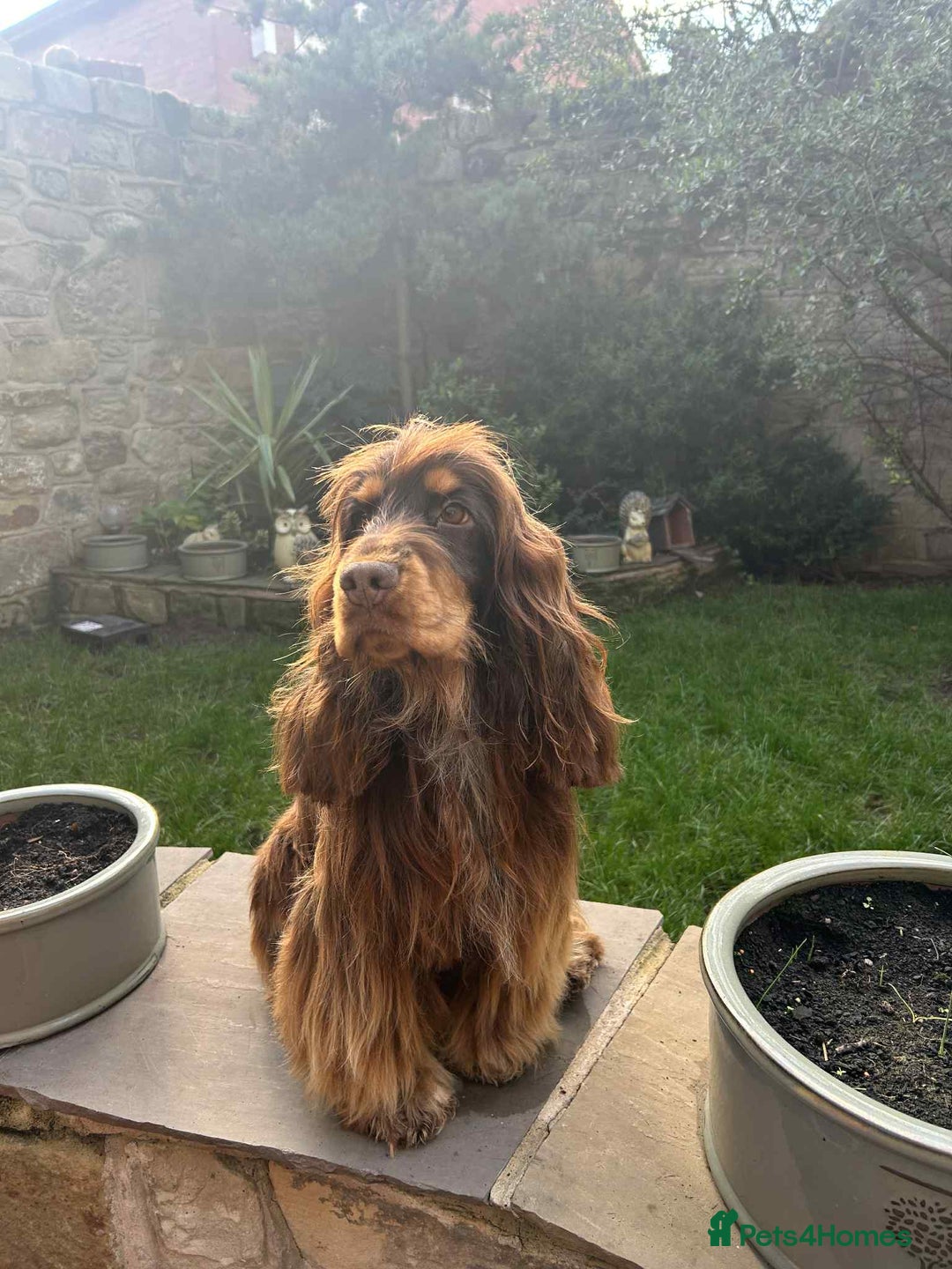Cocker Spaniel dogs for sale: 3 Beautiful Tan Pointed Show Cockers Kc - Image 9