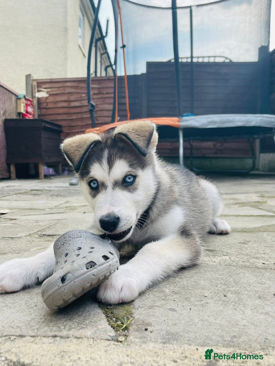 Siberian Husky dogs for sale: Wynter - Image 5