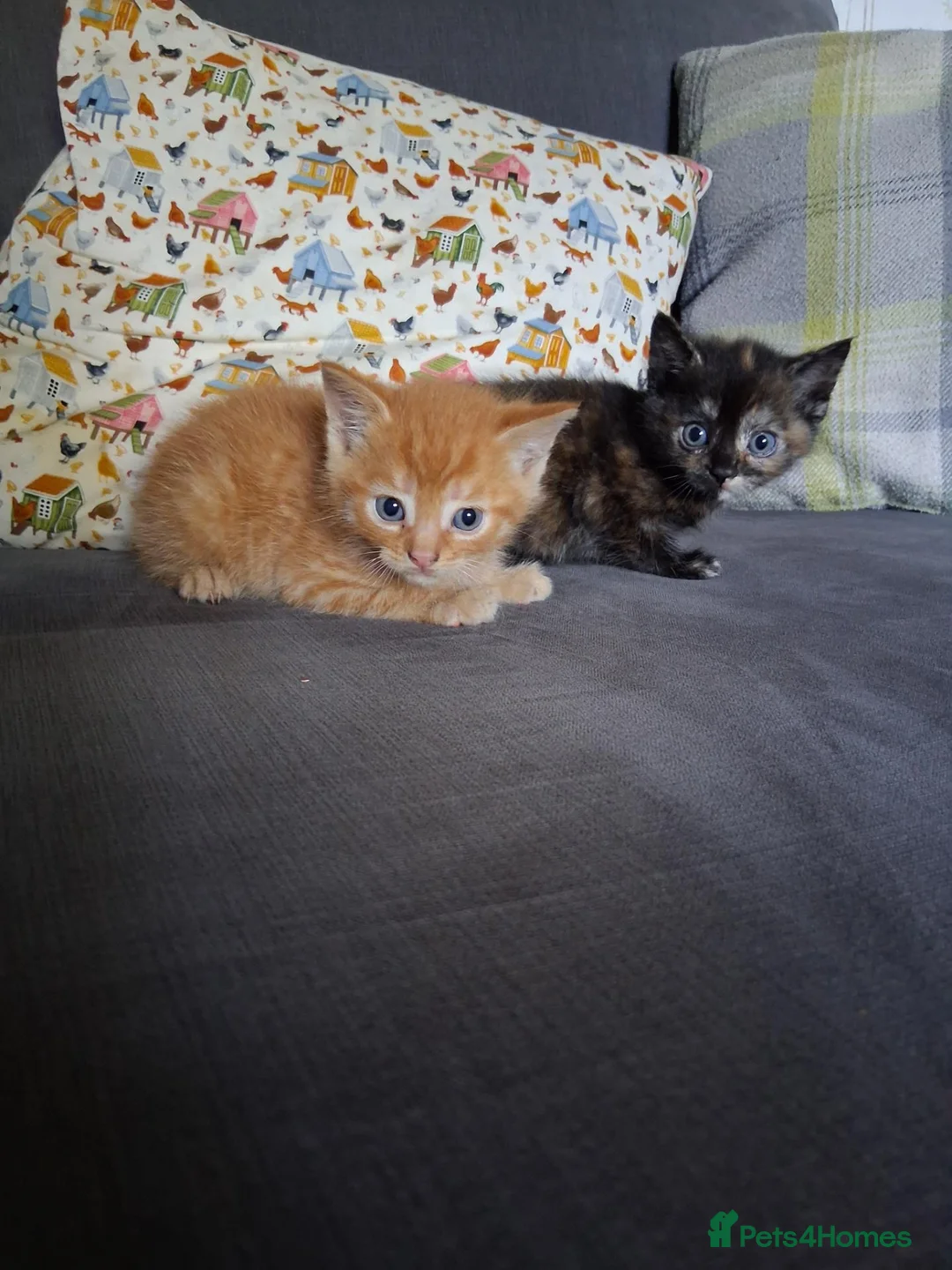 Mixed Breed cats for sale: Mixed colour/ price kittens looking for 5* home - Advert 12