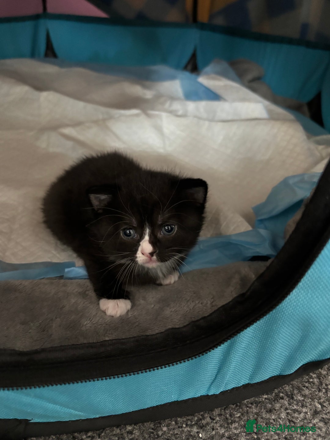 British Shorthair cats for sale: British mixed short hair  - Image 3