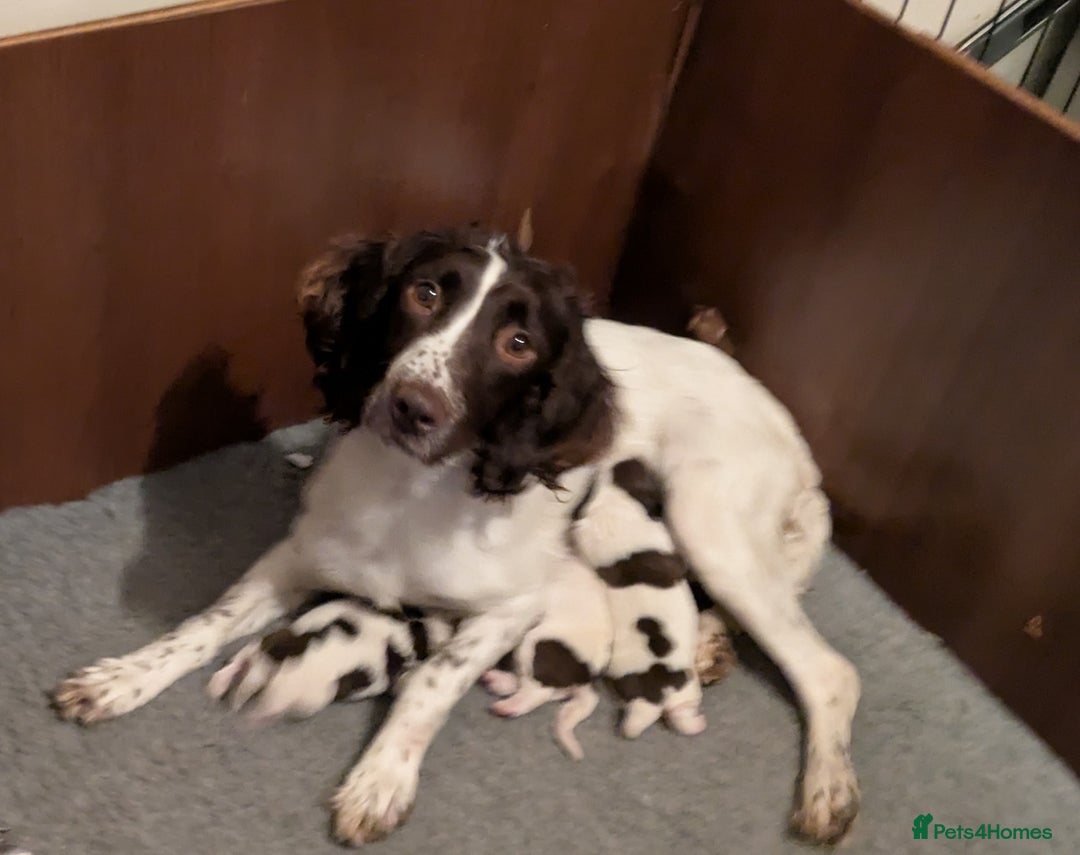 English Springer Spaniel dogs for sale: English Springer spaniel pups - Image 2