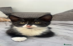 Mixed Breed cats for sale: 3 kittens urgently looking for new home  - Image 4