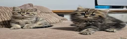 Mixed Breed cats for sale: Stunning BSH x Chinchilla Persian kittens Boy&Girl - Advert 3
