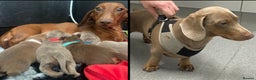 Miniature Dachshund dogs for stud: K.C. Registered Miniature Dachshund  - Advert 7