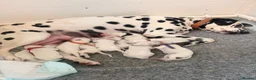 Dalmatian dogs for sale: Outstanding champion bred Kc Reg Dalmation puppys - Advert 3
