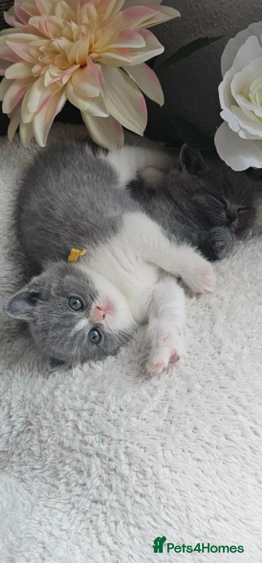 British Shorthair cats GCCF Registered British Shorthair Kittens - Advert 2