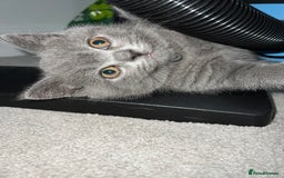 British Shorthair cats for sale: British short hair kittens - Image 1