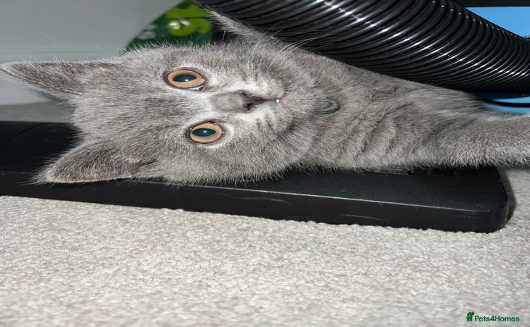 British Shorthair cats - Advert 1