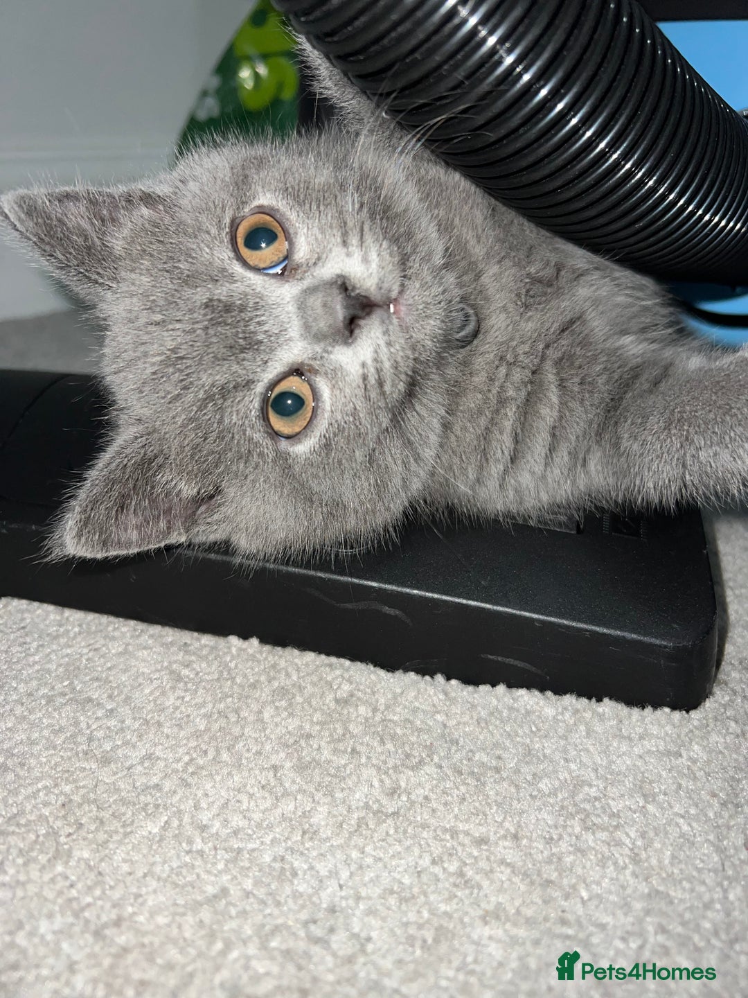 British Shorthair cats for sale: British short hair kittens - Image 1
