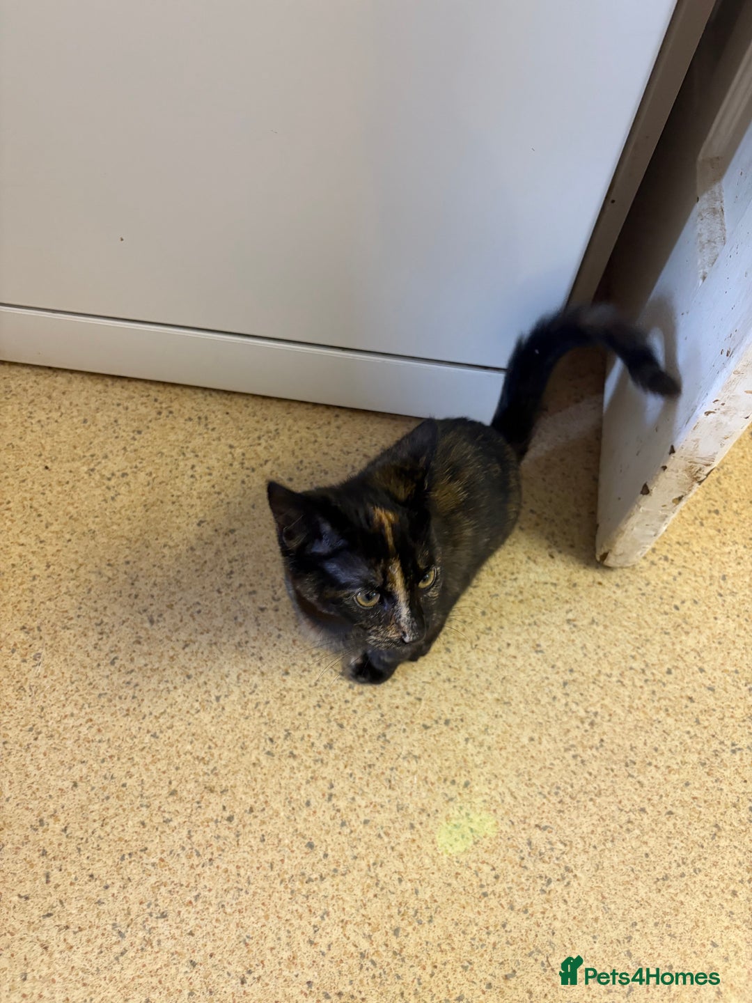 Mixed Breed cats for sale: Kittens for sale - Advert 4