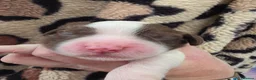 English Springer Spaniel dogs for sale: ⭐️ KC Home Reared Tested Springer Pups ⭐️ - Advert 37