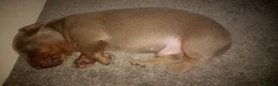 Miniature Dachshund dogs for sale: Miniature dachshund puppies  - Advert 3