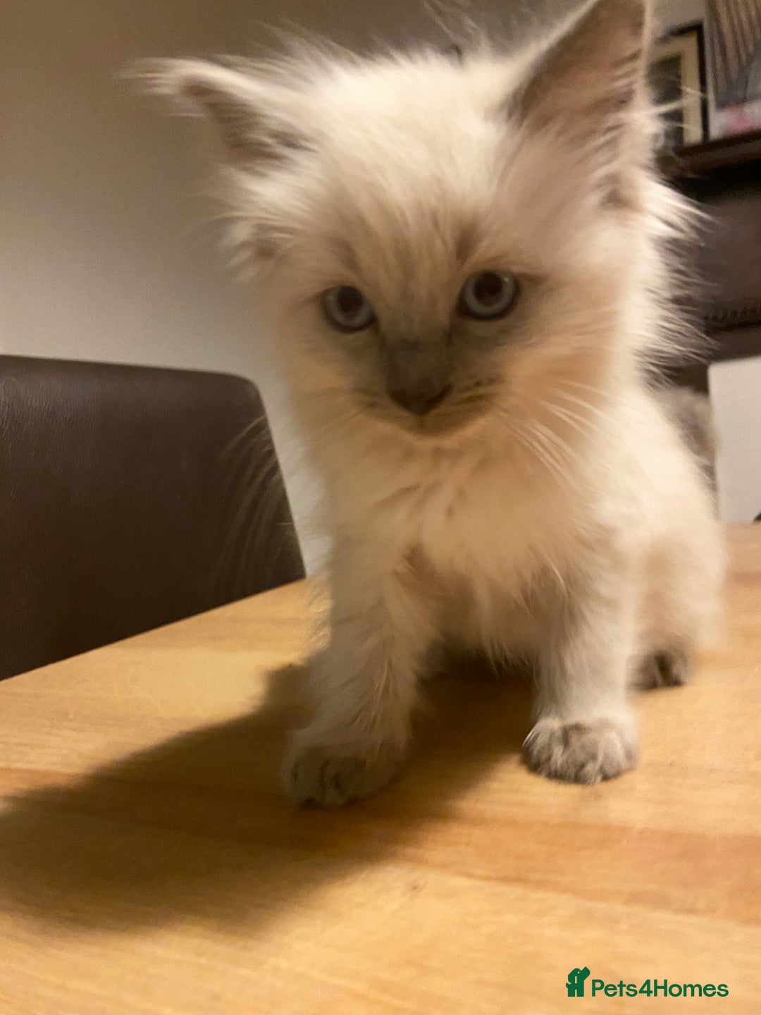 Ragdoll cats for sale: Ragdoll boy - Image 6