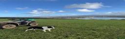 Border Collie dogs for sale: Very Cute Fluffy Border Collie Pups - Advert 8