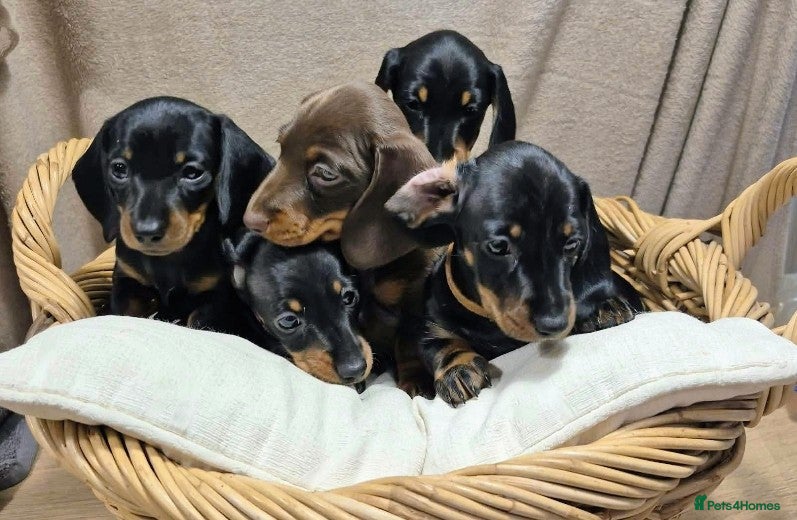 Dachshund dogs Miniature smooth haired Dachshunds - Advert 6