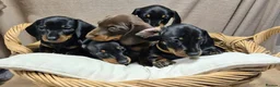 Dachshund dogs for sale: Miniature smooth haired Dachshunds in Lichfield - Advert 1