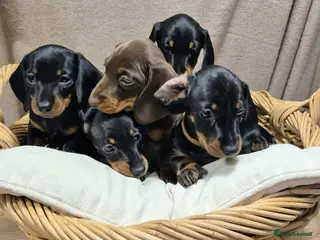 Dachshund dogs Miniature smooth haired Dachshunds - Advert 1