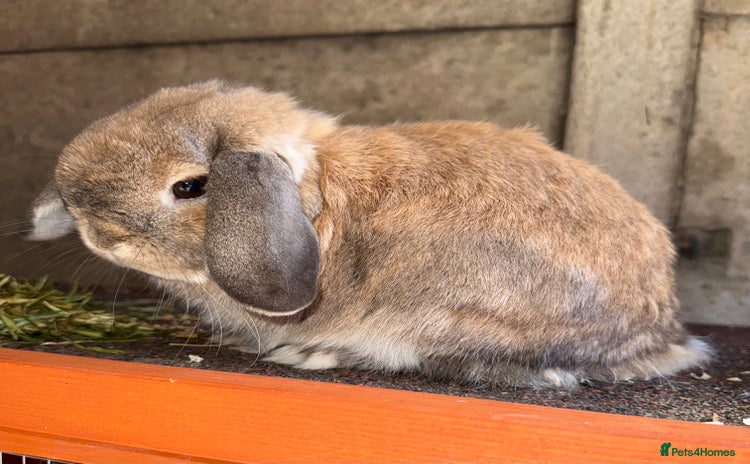 Mini Lop rabbits - Advert 5