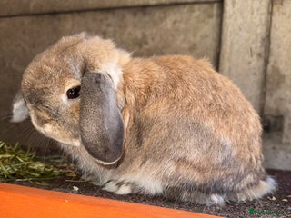 Mini Lop rabbits - Advert 10