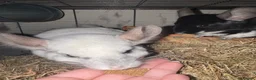 Chinchilla rodents for sale: Female Chinchilla & Cage - Advert 4