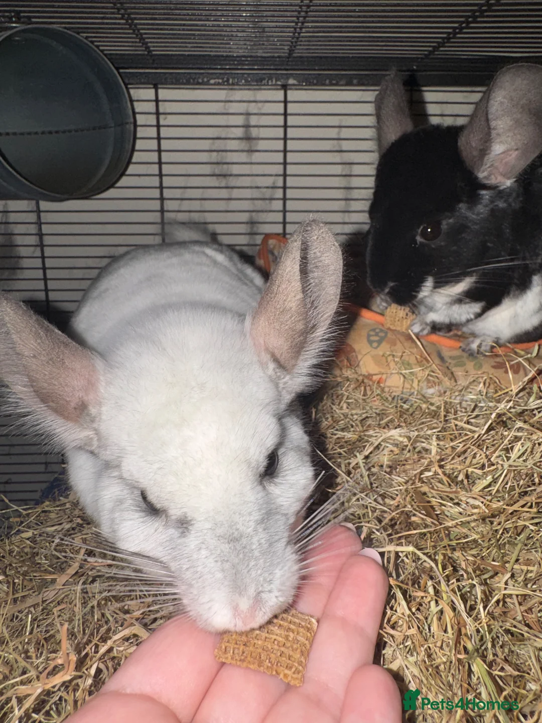 Chinchilla rodents for sale: Female Chinchilla & Cage - Advert 4