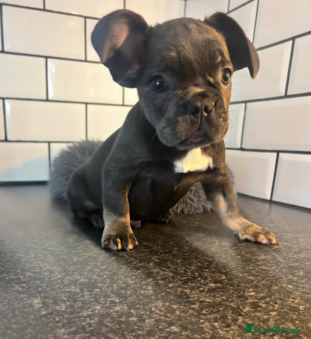 French Bulldog dogs French bulldog puppies  - Advert 13