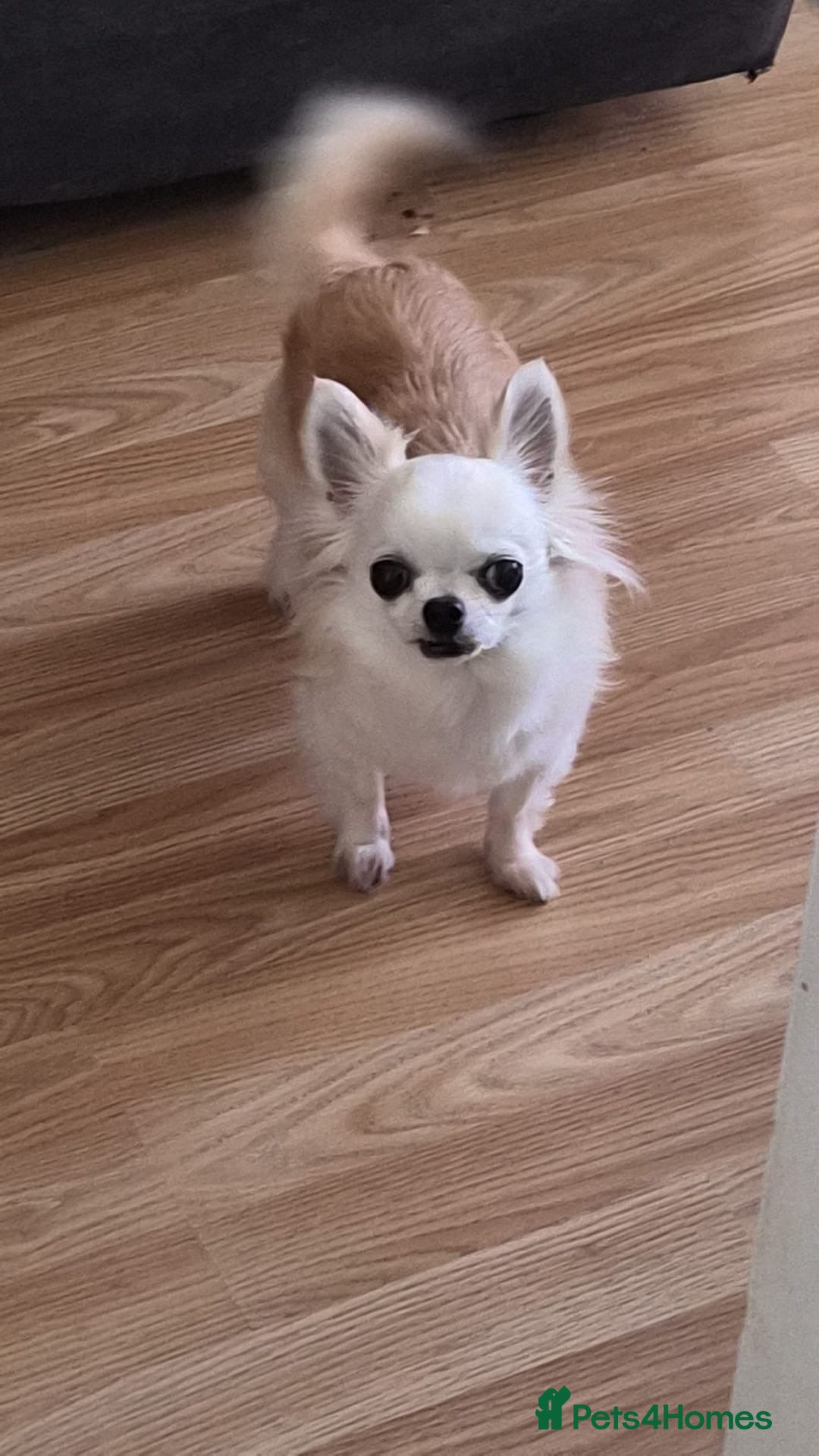 Chihuahua dogs for sale: 5 yr old female chihuahua  - Advert 1