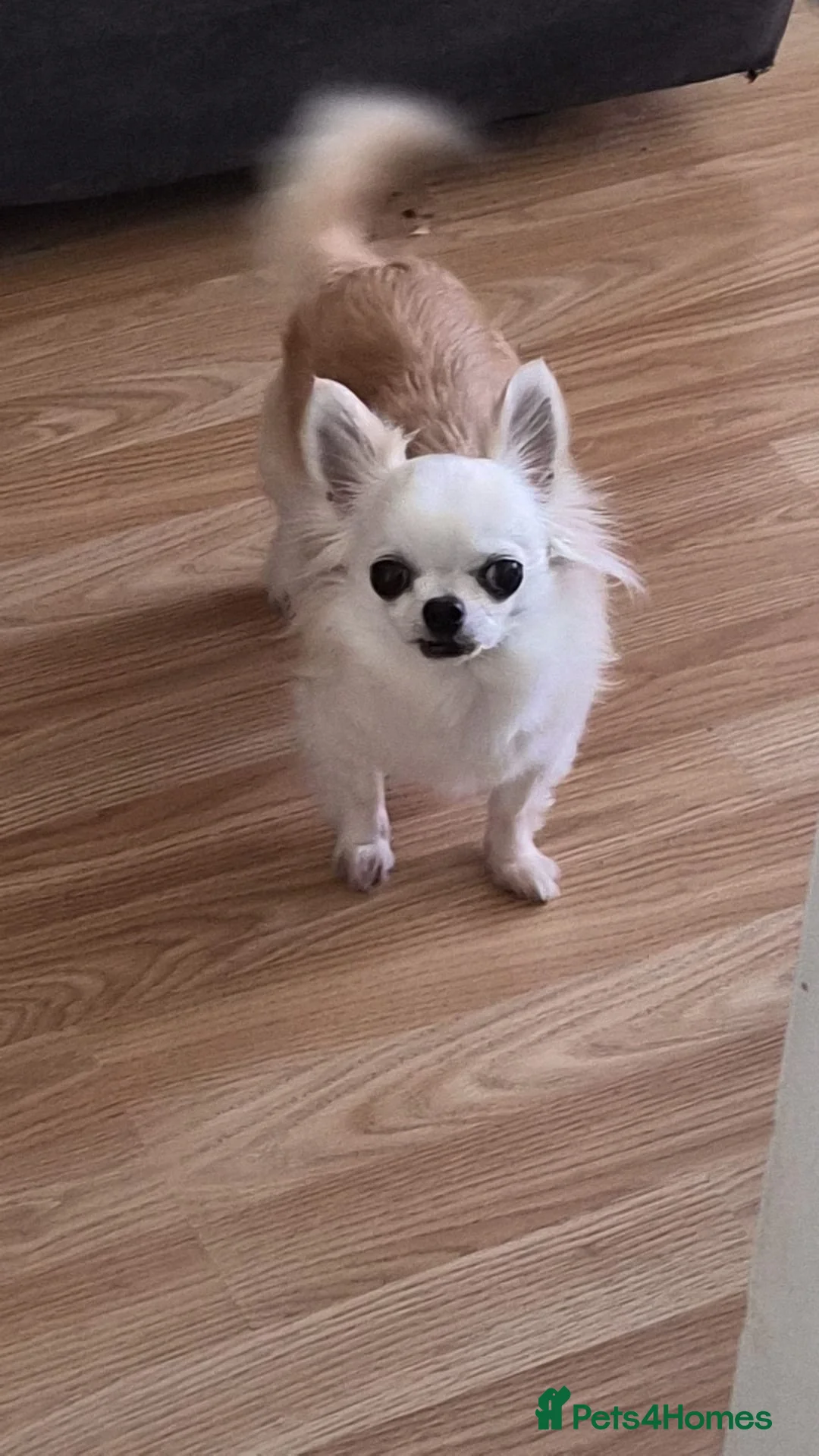 Chihuahua dogs for sale: 5 yr old female chihuahua  - Advert 1
