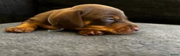 Miniature Dachshund dogs for sale: Beautiful miniature dachshund puppies 💙🩷 - Advert 3