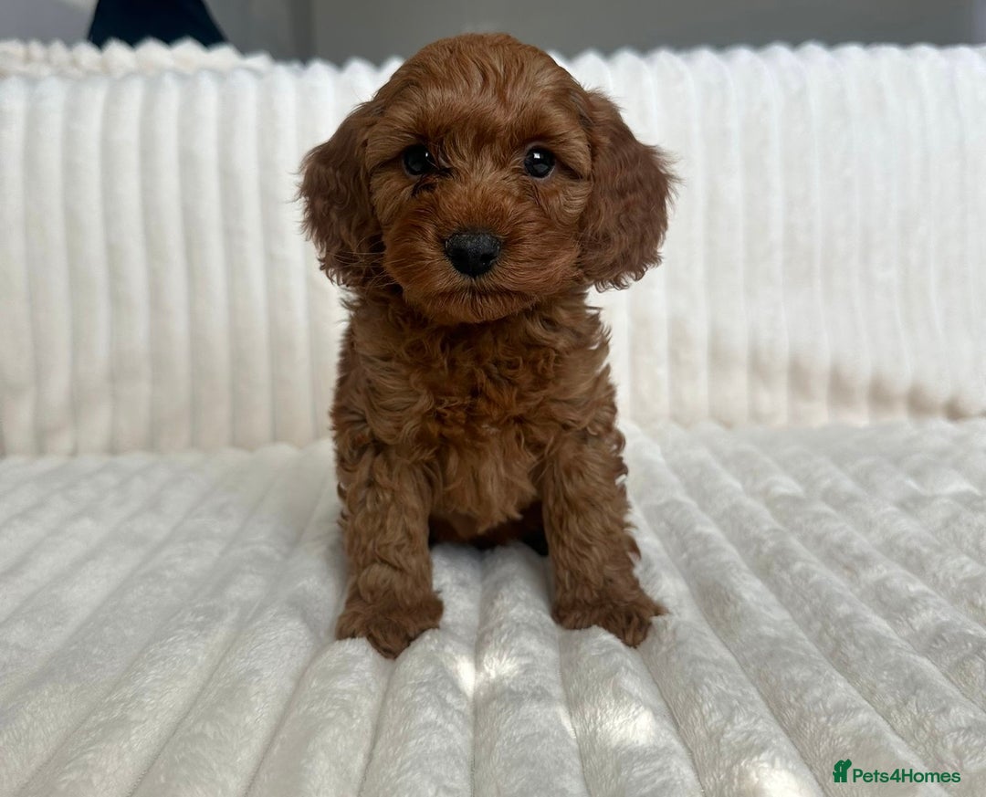 Cockapoo dogs for sale: HEALTH TESTED COCKAPOOS - Image 6
