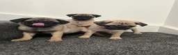 Pug dogs for sale: Pug puppies 🐶.  - Advert 7