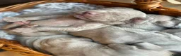 Weimaraner dogs for sale: KC Registered silver Weimaraner puppies in Mold - Advert 2