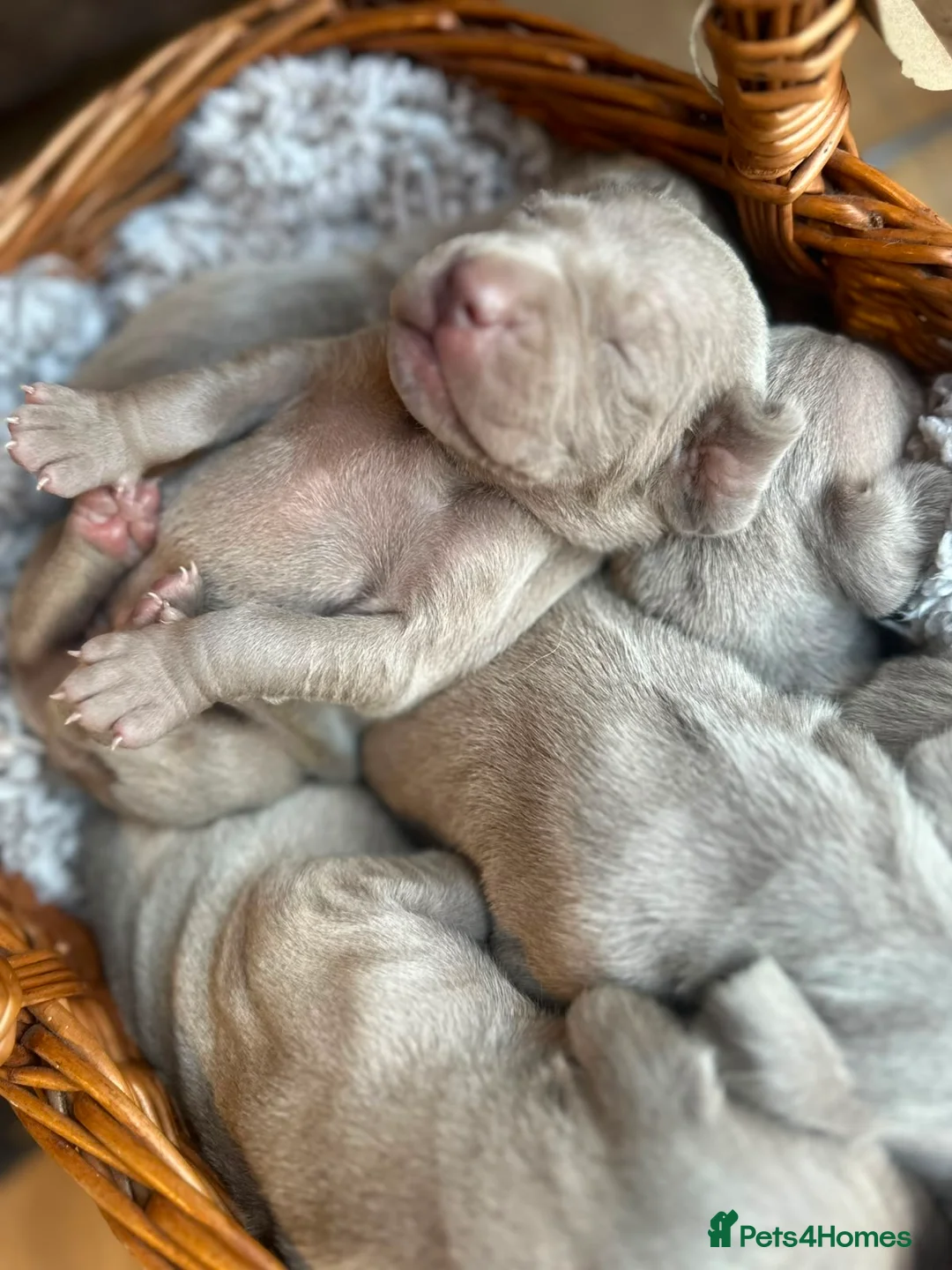 Weimaraner dogs for sale: KC Registered silver Weimaraner puppies in Mold - Advert 2