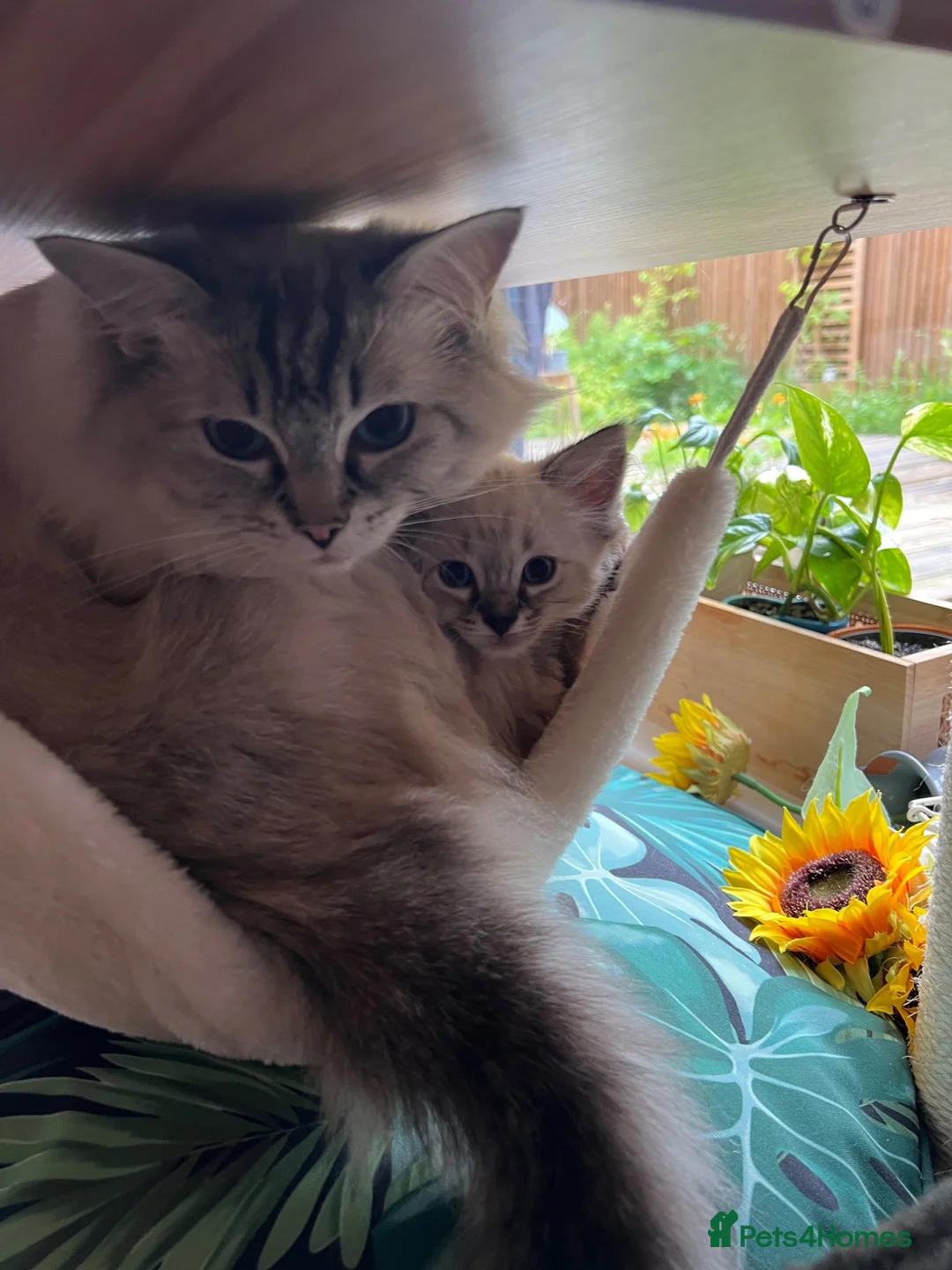 Ragdoll cats for sale: Beautiful 3 Ragdolls full of furry fun ❤️❤️❤️ - Advert 2