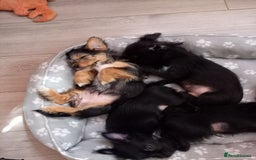 Mixed Breed dogs for sale: 💞ONLY 4 Beautiful Yorkie Russel Puppies Left 💞 - Image 37