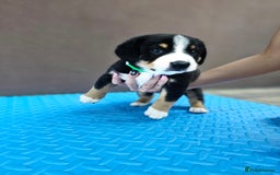 Entlebucher Mountain Dog dogs for sale: Entlebucher Mountain Dog - Image 13