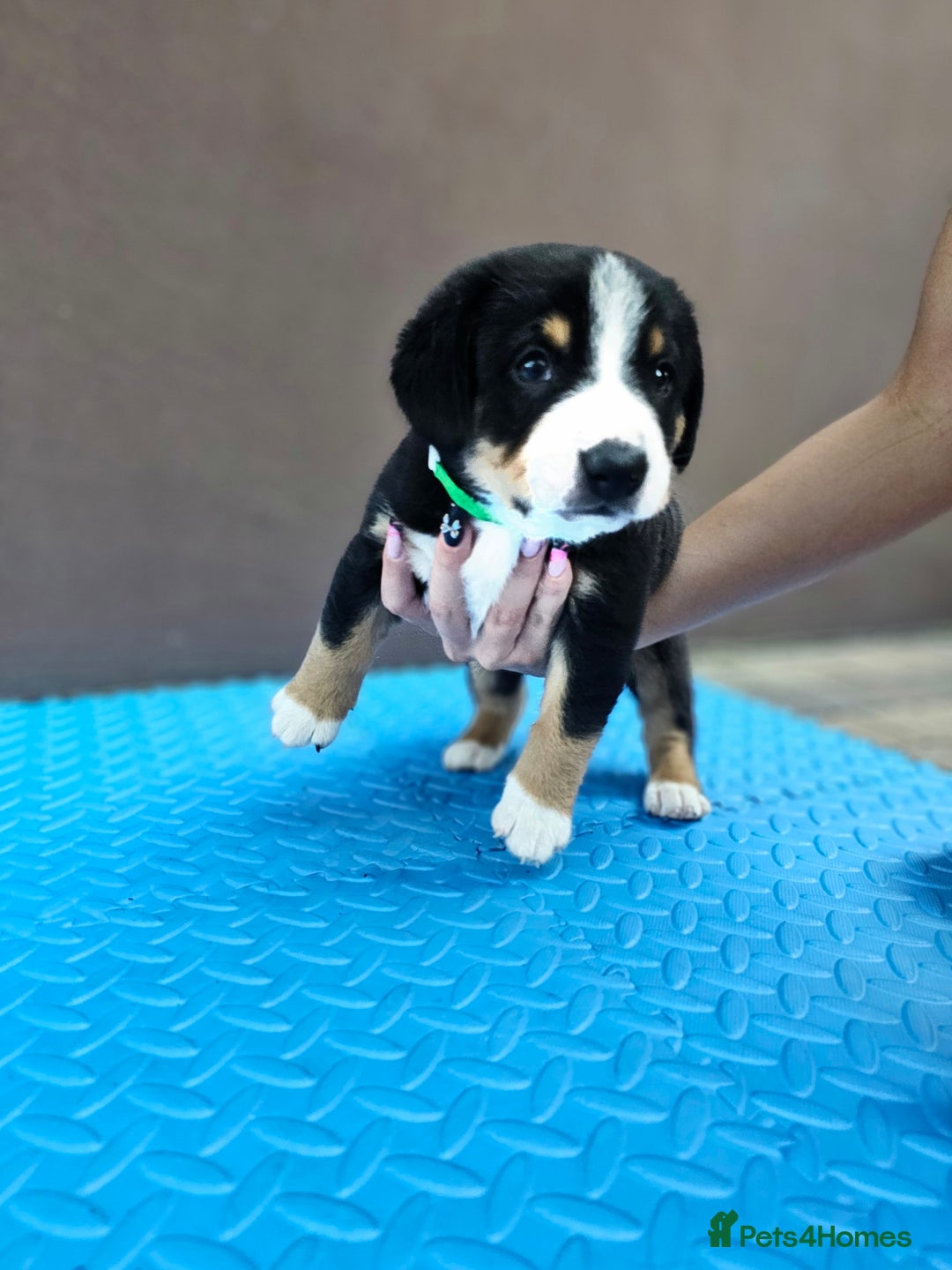 Entlebucher Mountain Dog dogs for sale: Entlebucher Mountain Dog - Image 13