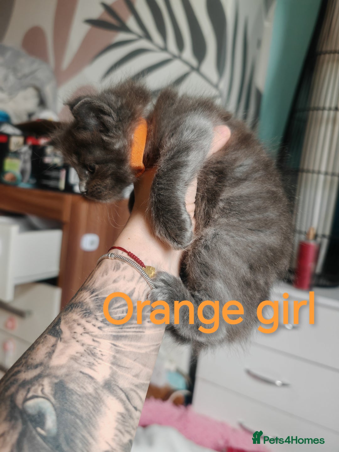 Ragcoon cats for sale: Amazing ragcoon kittens looking for lovely home  - Image 22