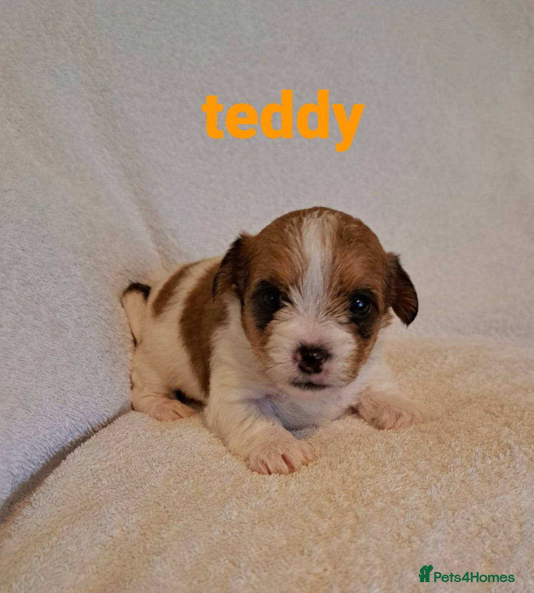 Mixed Breed dogs for sale: Adorable Jack Russell  mix  - Advert 2