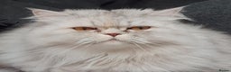 Persian cats for sale: Persian cat - Advert 4