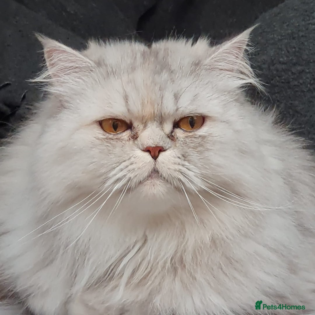 Persian cats for sale: Persian cat - Advert 4