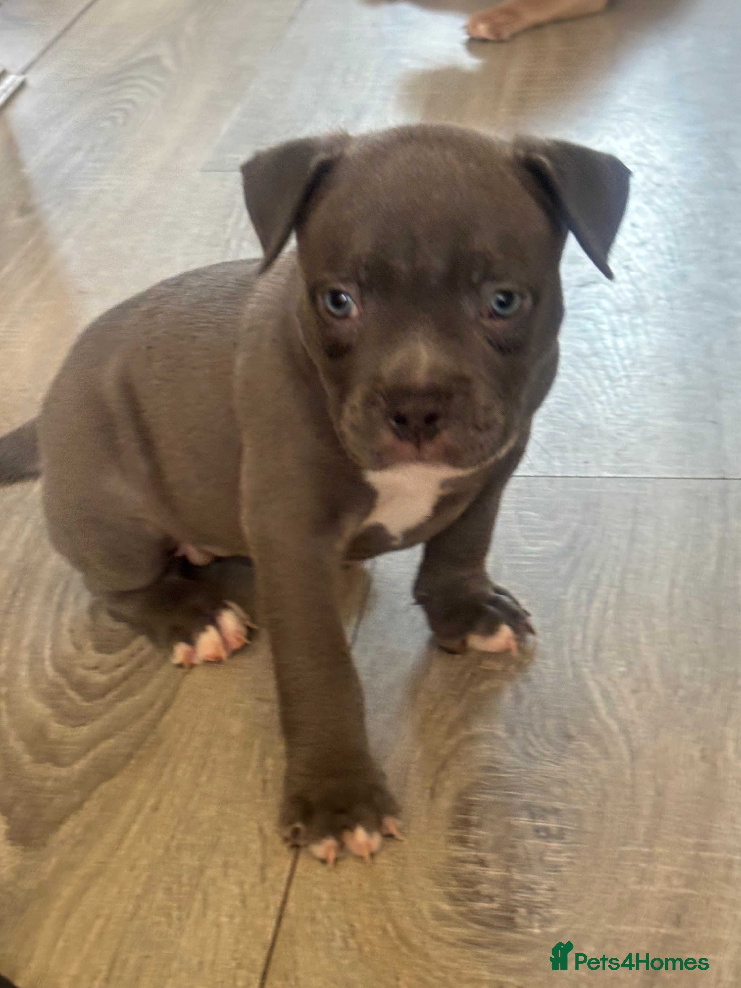 American Bully dogs for sale: Pocket bully pups for sale  - Advert 7