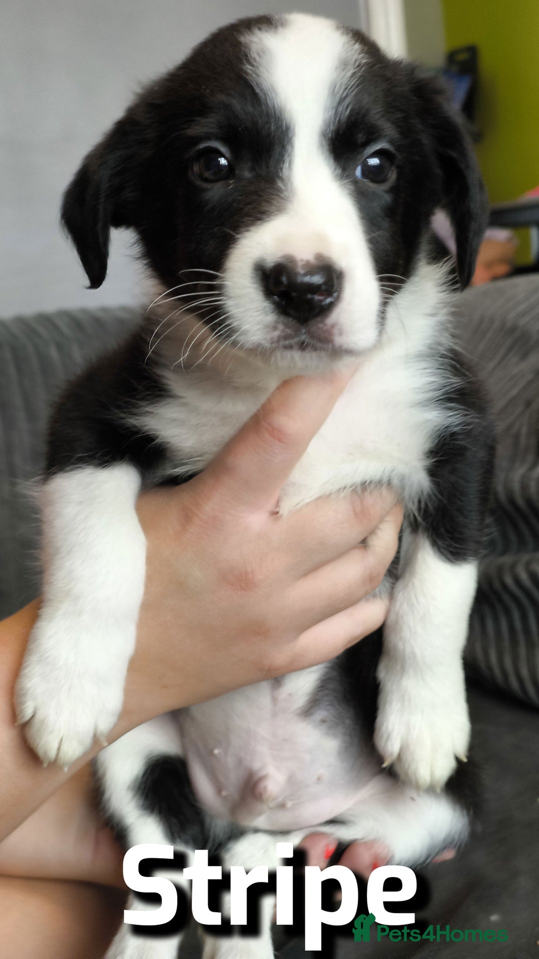 Border Collie dogs for sale: Purebred Border Collie Puppies Tri Intelligent - Image 16