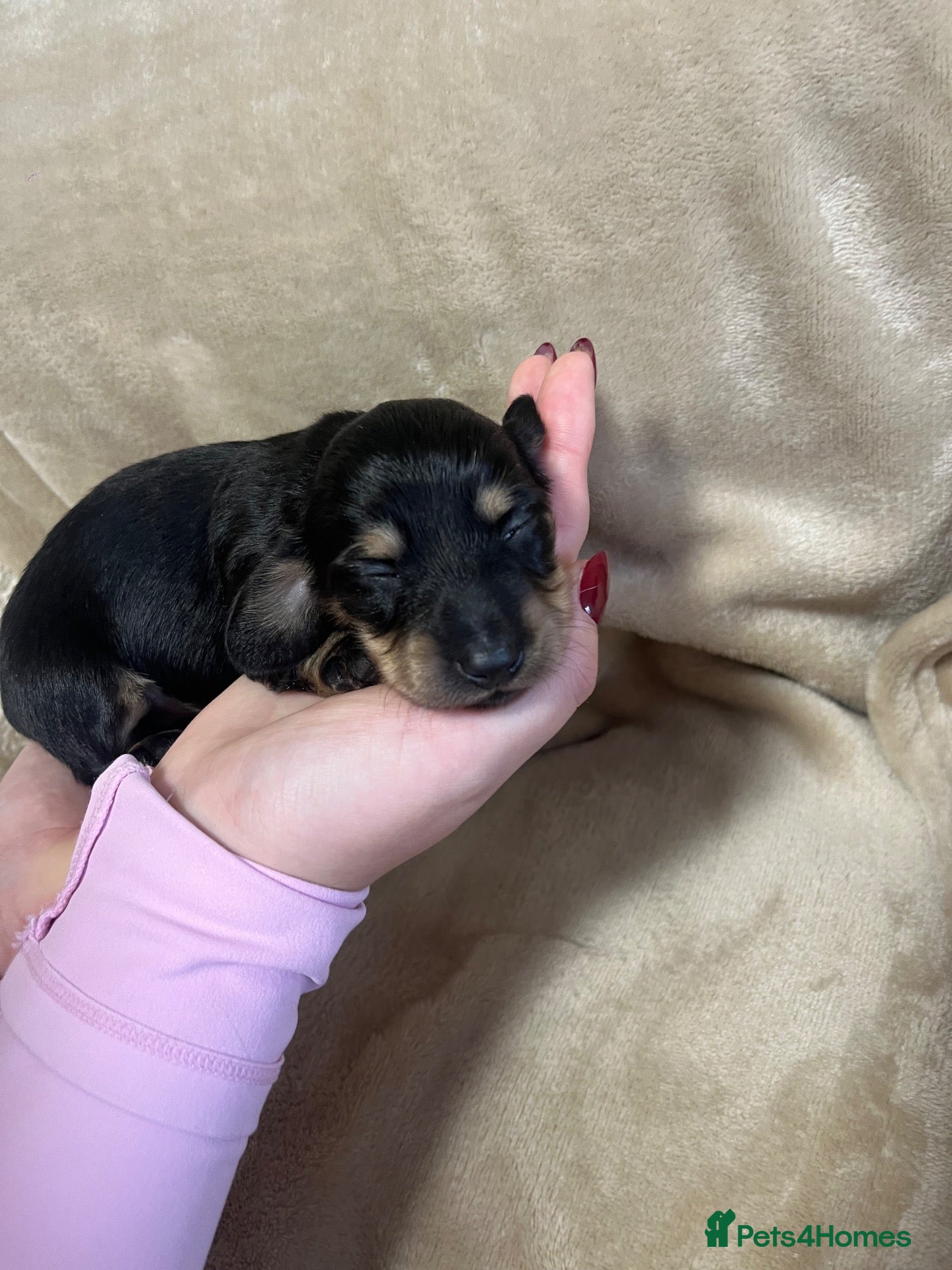 Miniature Dachshund dogs Long Haired Miniture Dachshund Puppy - Advert 1