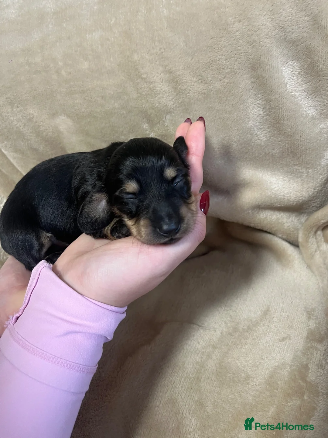Miniature Dachshund dogs for sale: Long Haired Miniture Dachshund Puppy - Advert 1