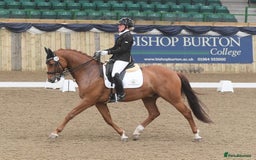 Danish Warmblood horses for sale: Ivan Beautiful Gelding sired by Cupido x Ultima - Image 4